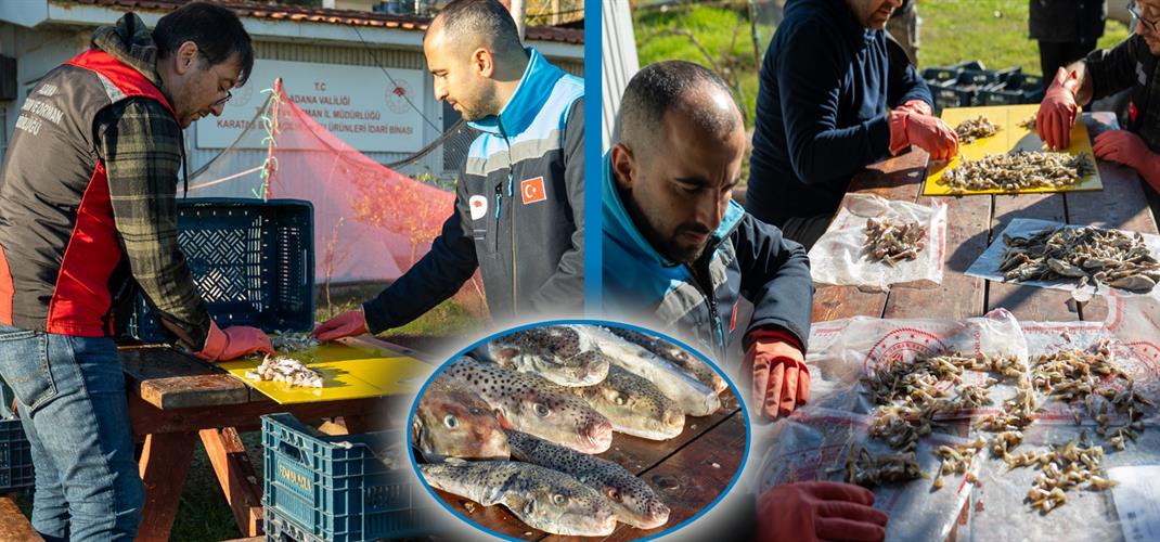 4 Günde 128 Bin Balon Balığı Alımı Yapıldı