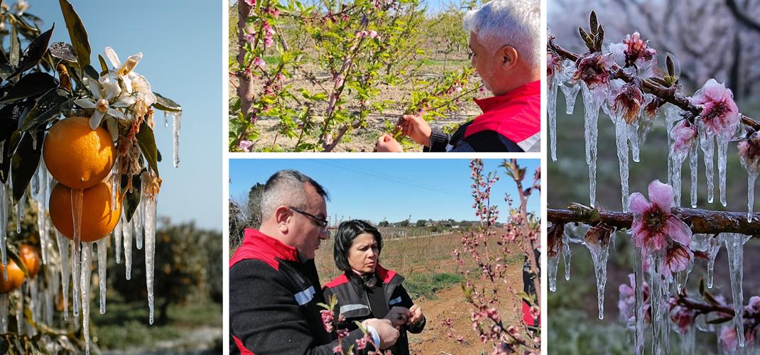Adana’da Üreticilere 717 Milyon TL Don Zararı Ödemesi Yapıldı