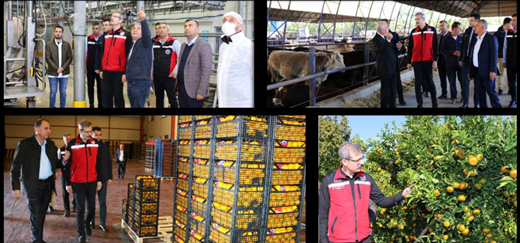 İl Müdürü Kökçüoğlu, Tarım ve Hayvancılık İşletmelerini Ziyaret Etti