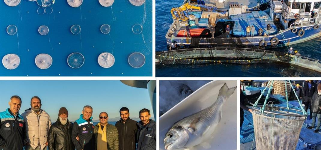 Denizde Kafes Balıkçılığı Projesi Meyvelerini Vermeye Başladı