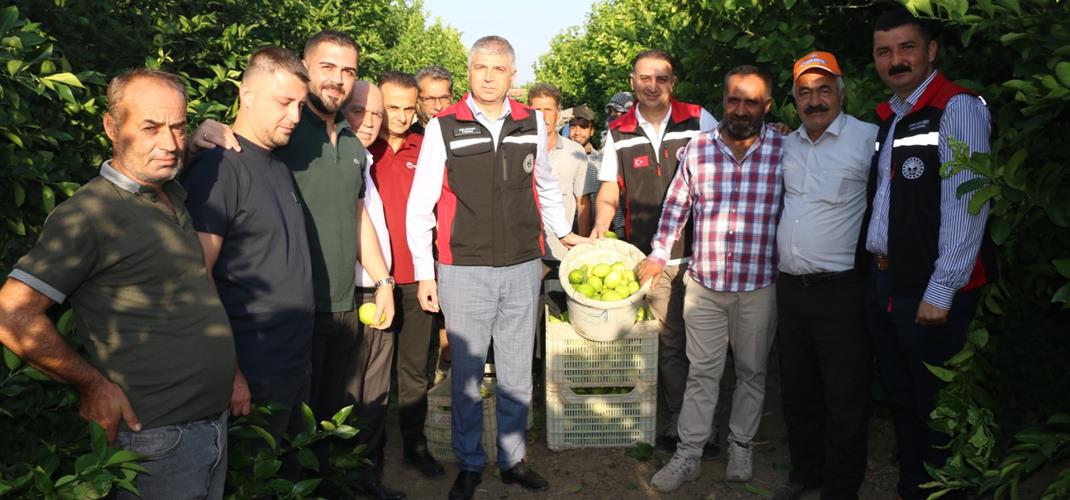 İl Müdürü Bayazıt Narenciye Hasadına Katıldı, Üreticilerimizle Bir Araya Geldi